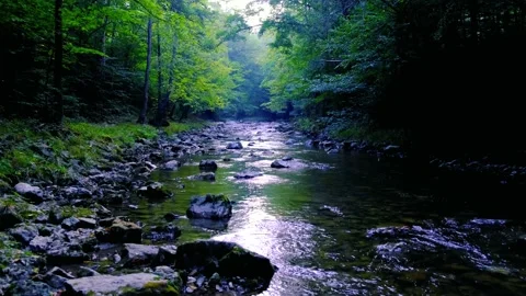 Forest river in spring time Stock Footage 137311870