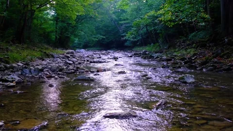 Forest river in spring time Stock Footage 137311880