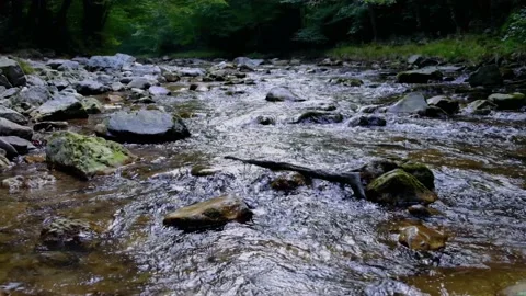 Forest river in spring time Stock Footage 137312067
