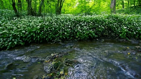 Forest river in spring time Stock Footage 137329488