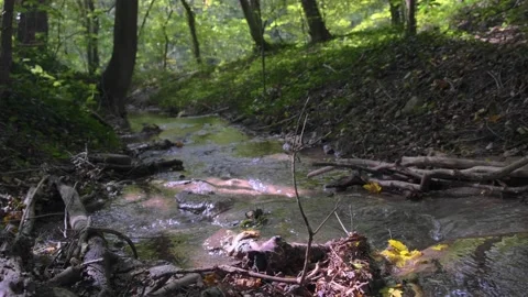 Forest river in spring time Stock Footage 140397846