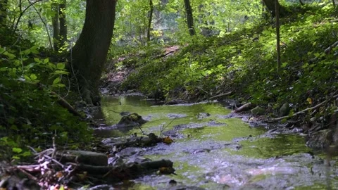 Forest river in spring time Stock Footage 140397847