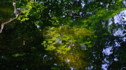 Forest river in spring time Stock Footage 144477052