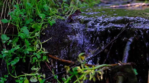 Forest river in spring time Stock Footage 144477055