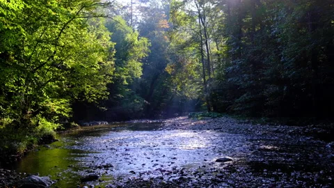 Forest river in spring time Stock Footage 144606552