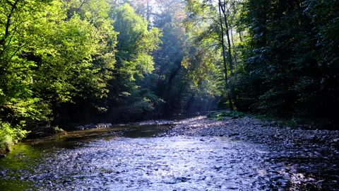 Forest river in spring time Stock Footage 144606560