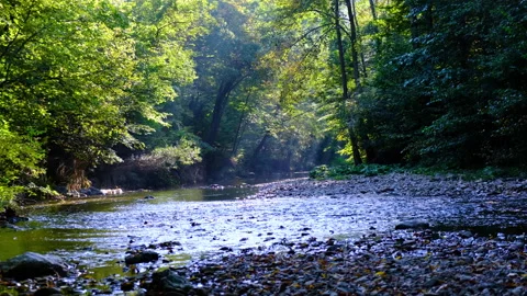 Forest river in spring time Stock Footage 144607264