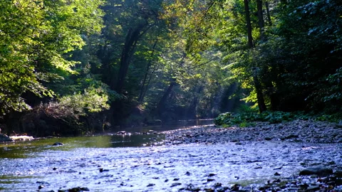 Forest river in spring time Stock Footage 144607265