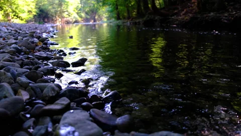 Forest river in spring time Stock Footage 144608636