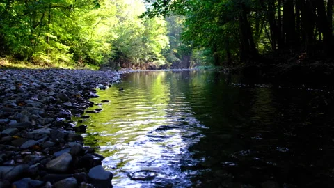 Forest river in spring time Stock Footage 144608648