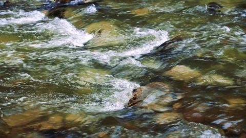 Forest river in spring time Stock Footage 144609262