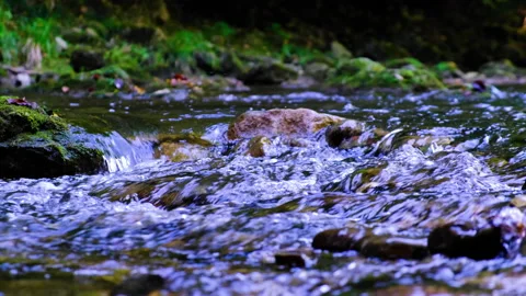 Forest river in spring time Stock Footage 144609585