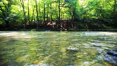 Forest river in spring time Stock Footage 144609606