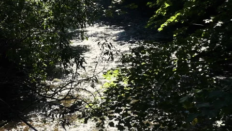 Forest river in spring time Stock Footage 145319263
