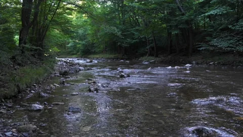 Forest river in spring time Video stock 145319801