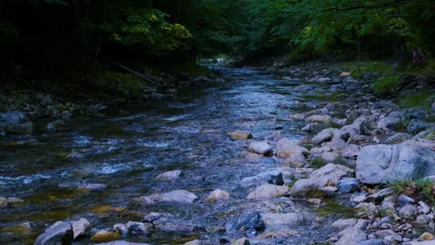 Forest river in spring time Video stock 145319908