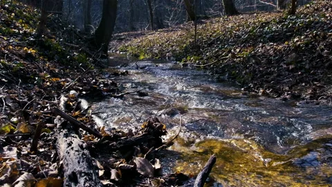 Forest river in spring time Stock Footage 149244523
