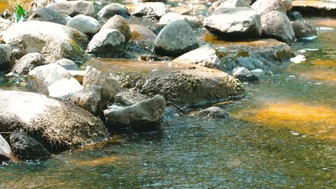 Forest river (stream ) flowing among stones Stock Footage 91546039