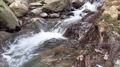 Forest River Stream Flowing over Rocks - Full HD Nature Water Surface Stock Footage 329086151