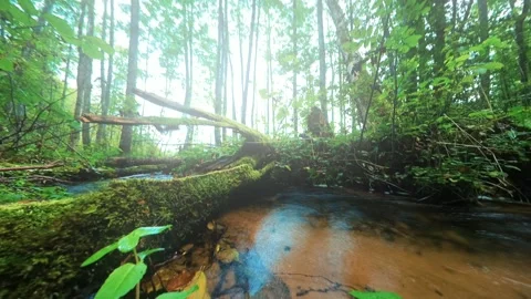 Forest river stream timelapse. Green lush woods, water, natural untouched nature Stock Footage 284336335