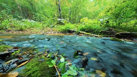 Forest river stream timelapse. Green lush woods, water, natural untouched nature Stock Footage 284336396