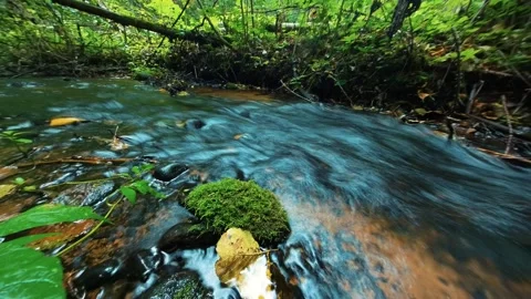 Forest river stream timelapse. Green lush woods, water, natural untouched nature Stock Footage 284343053