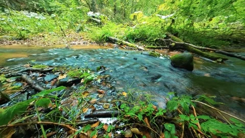 Forest river stream timelapse. Green lush woods, water, natural untouched nature Stock Footage 284343071