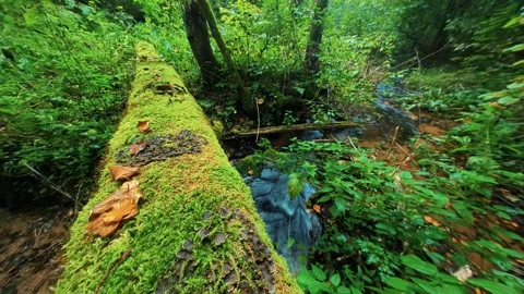 Forest river stream timelapse. Green lush woods, water, natural untouched nature Stock Footage 284343157