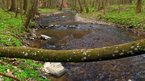Forest river streaming in spring Stock Footage 107164420
