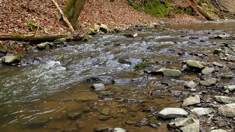 Forest river streaming in spring Stock-Footage 107166352