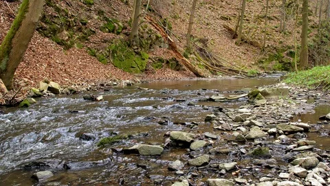 Forest river streaming in spring Stock-Footage 107168340