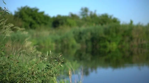 Forest river summer landscape. Spring meadow field Lake. View during Stock Footage 102681303