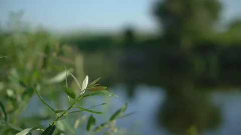 Forest river summer landscape. Spring meadow field Lake. Stock video Stock Footage 102681371