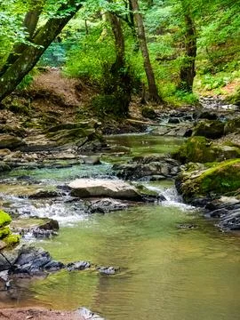 Forest river in summer Stock Photos