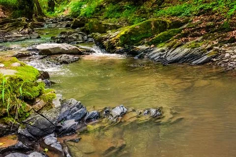 Forest river in summer Stock Photos