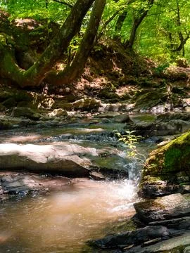 Forest river in summer Stock Photos