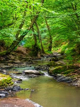 Forest river in summer Stock Photos