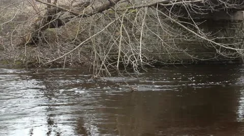 Forest river with tree hanging over Stock Footage 10860927