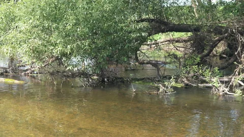 Forest river with trees on the bank 動画素材 138991081