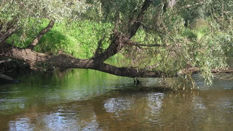 Forest river with trees on the bank Stock Footage 138992537