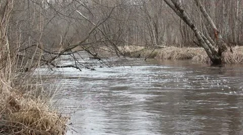 Forest river with trees on it Stock Footage 10860874