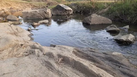 Forest river  view. Stock Footage 148457502