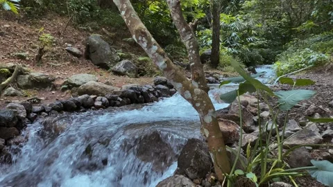 Forest river water flow Stock-Footage 234036602