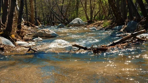 Forest river with water flowing down the rocks. Tree trunk in the background. Stock Footage 105407645