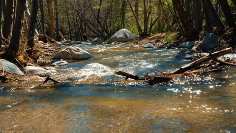 Forest river with water flowing down the rocks. Tree trunk in the back. Slow mo Stock Footage 105408717
