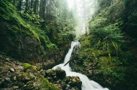 Forest river waterfall and trees in wilderness landscape with lush vegetation Stock Photos