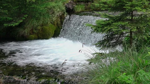 Forest River with Waterfall. Slow Motion 库存影片 106457120