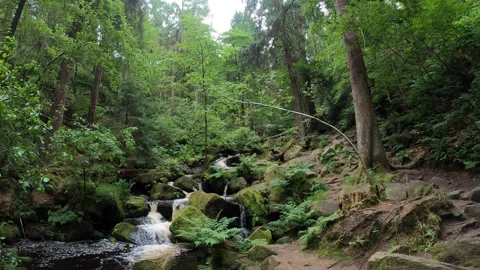 Forest River - Wide Shot Stockbeeldmateriaal 244885174