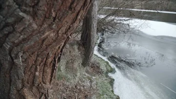 Forest river in winter Stock Footage 85639104