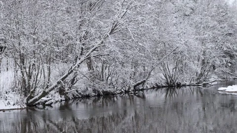 Forest river by winter Stock Footage 236623998